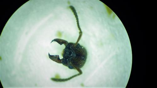 Manica rubida